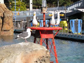 seagulls_6799918725_o.jpg