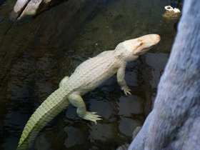 albino-alligator_4906152769_o.jpg
