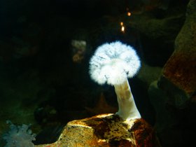 anemone_4906219901_o.jpg