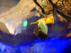 bats-on-fruit_4906157541_o.jpg