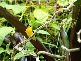bird_4906204341_o.jpg
