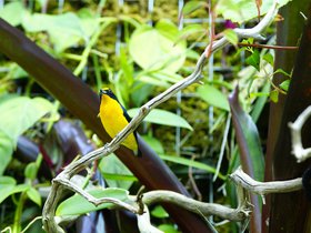 bird_4906206595_o.jpg