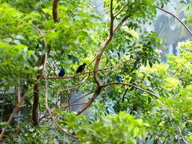 birds_4906784030_o.jpg