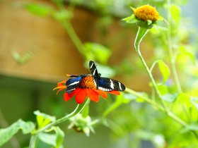 butterflies_4906210311_o.jpg