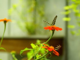 butterflies_4906785420_o.jpg