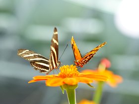butterflies_4906790010_o.jpg