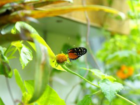 butterfly_4906212063_o.jpg