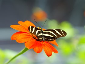 butterfly_4906788384_o.jpg