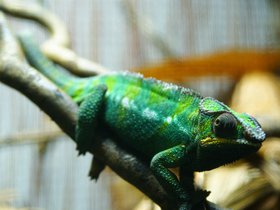 cameleon_4906776626_o.jpg