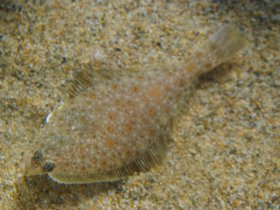 camouflaged-fish_4906221929_o.jpg