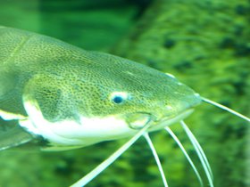 catfish_4906218255_o.jpg