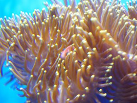 clown-fish-hiding-in-anemone_4906235181_o.jpg