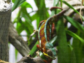 colorful-cameleon_4906778722_o.jpg