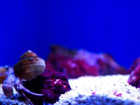 fast-hermit-crab_4906236823_o.jpg