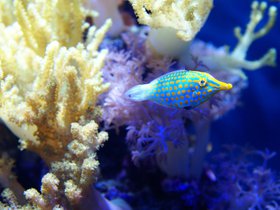 fish-and-anemones_4906229615_o.jpg