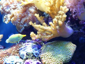 fish-and-anemones_4906820176_o.jpg