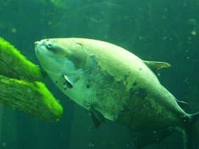 fish_4906804160_o.jpg