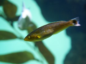 fish_4906811718_o.jpg