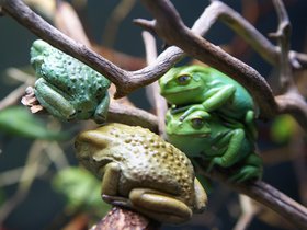 frogs_4906227797_o.jpg
