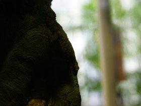 hidden-lizard_4906752848_o.jpg