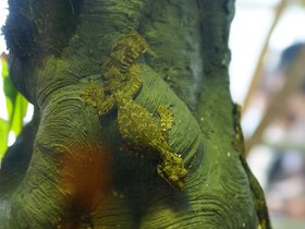 hiding-lizard_4906755422_o.jpg
