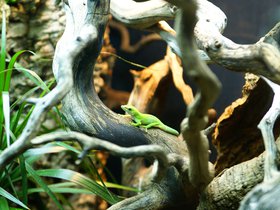 lizard_4906182513_o.jpg