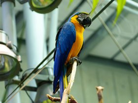 parrot_4906173385_o.jpg