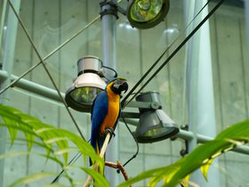 parrot_4906759368_o.jpg