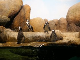 penguin-exhibit_4906128839_o.jpg