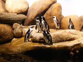 penguin-exhibit_4906146729_o.jpg