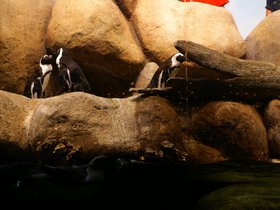 penguin-exhibit_4906719128_o.jpg