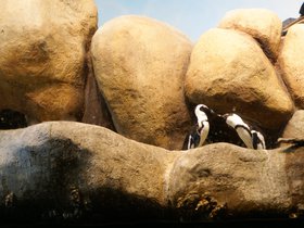 penguin-exhibit_4906725332_o.jpg
