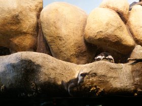 penguin-exhibit_4906727556_o.jpg