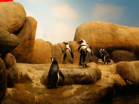 penguin-exhibit_4906730172_o.jpg