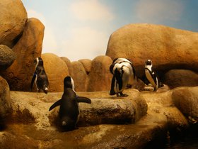 penguin-exhibit_4906732716_o.jpg