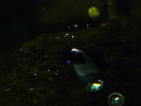 penguin-swimming_4906249177_o.jpg
