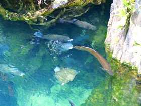 sea-creatures-in-the-rainforest_4906175745_o.jpg