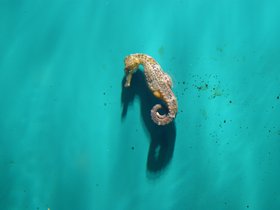 seahorse_4906238595_o.jpg