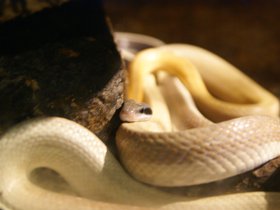 snake_4906748122_o.jpg