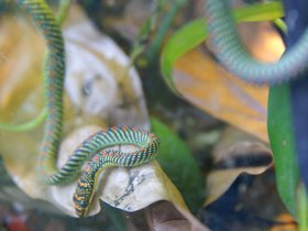 snake_4906757536_o.jpg