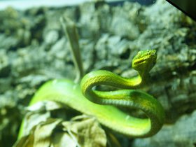 snake_4906802082_o.jpg