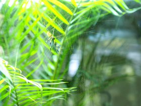 spider_4906774712_o.jpg