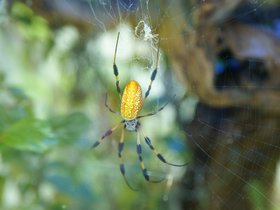 spider_4906796636_o.jpg