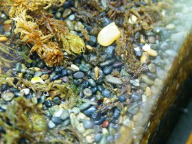 tiny-frog_4906192967_o.jpg