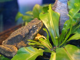 tree-frog_4906162461_o.jpg