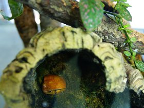 tree-frog_4906178193_o.jpg