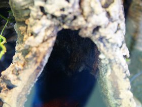 tree-frog_4906180247_o.jpg