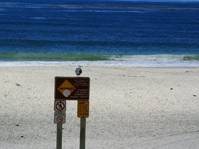 sea-gull-on-the-beach_4908938527_o.jpg