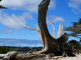 tree_4908940453_o.jpg
