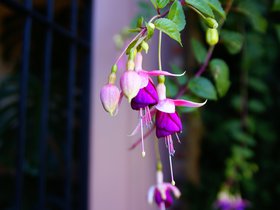 flower-on-lombard-street_4911268139_o.jpg